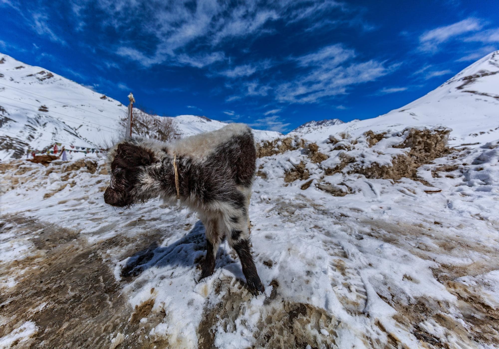 Kailash Manasarovar highlight